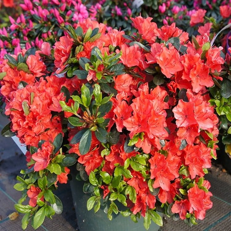 Azalia japońska 'Orange Beauty'