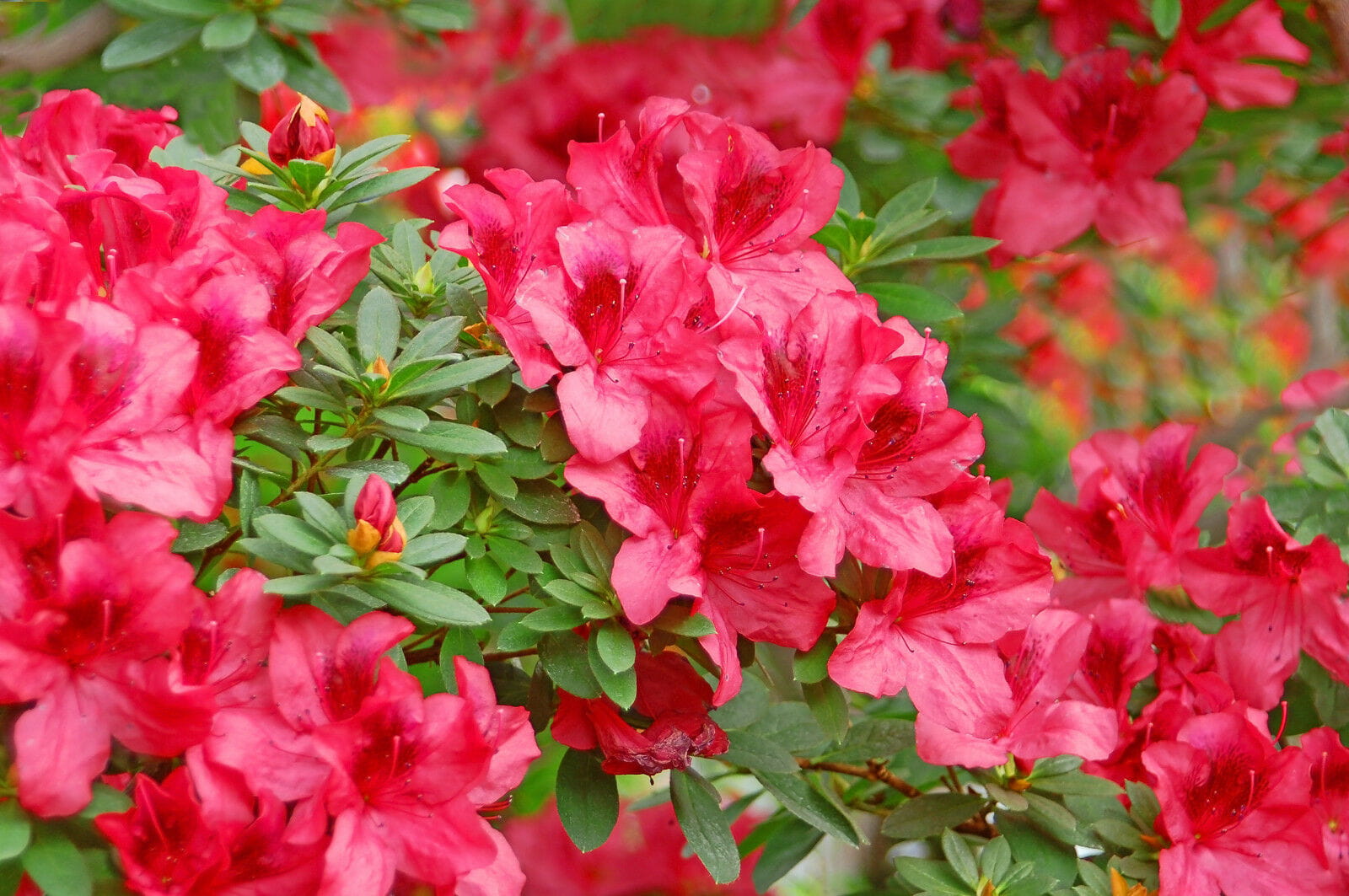 Azalia japońska 'Vuyk's Scarlet'