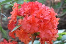 Azalia wielkokwiatowa 'Feuerkopfchen'