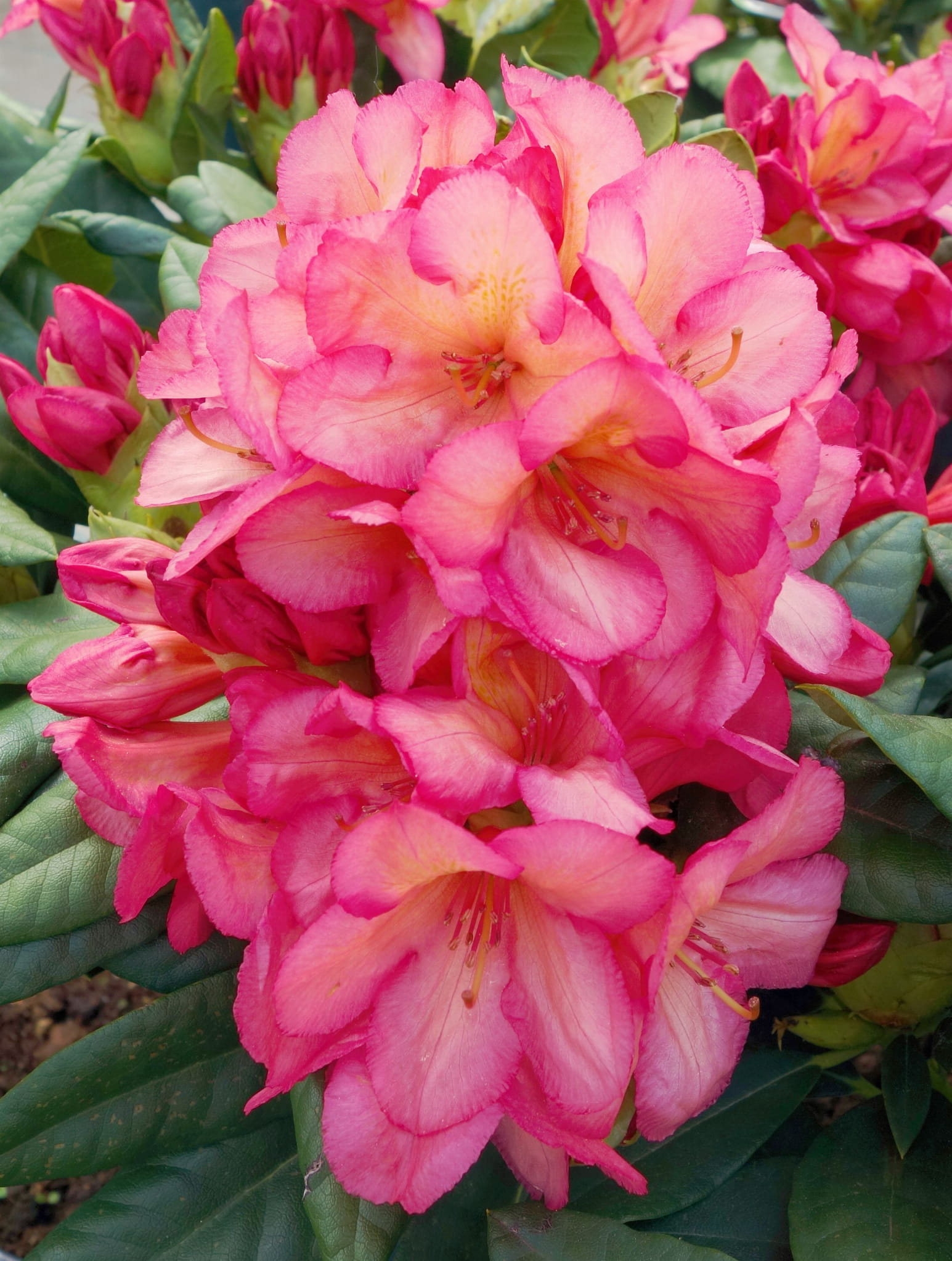 Rododendron 'Balalaika'