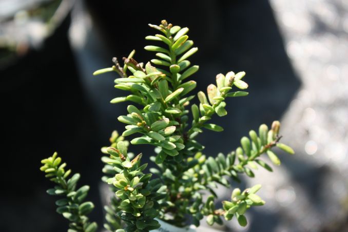 Cis pospolity AMERSFOORT
