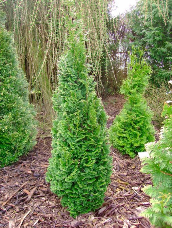 Thuja Żywotnik zachodni 'Brobeck’s Tower'