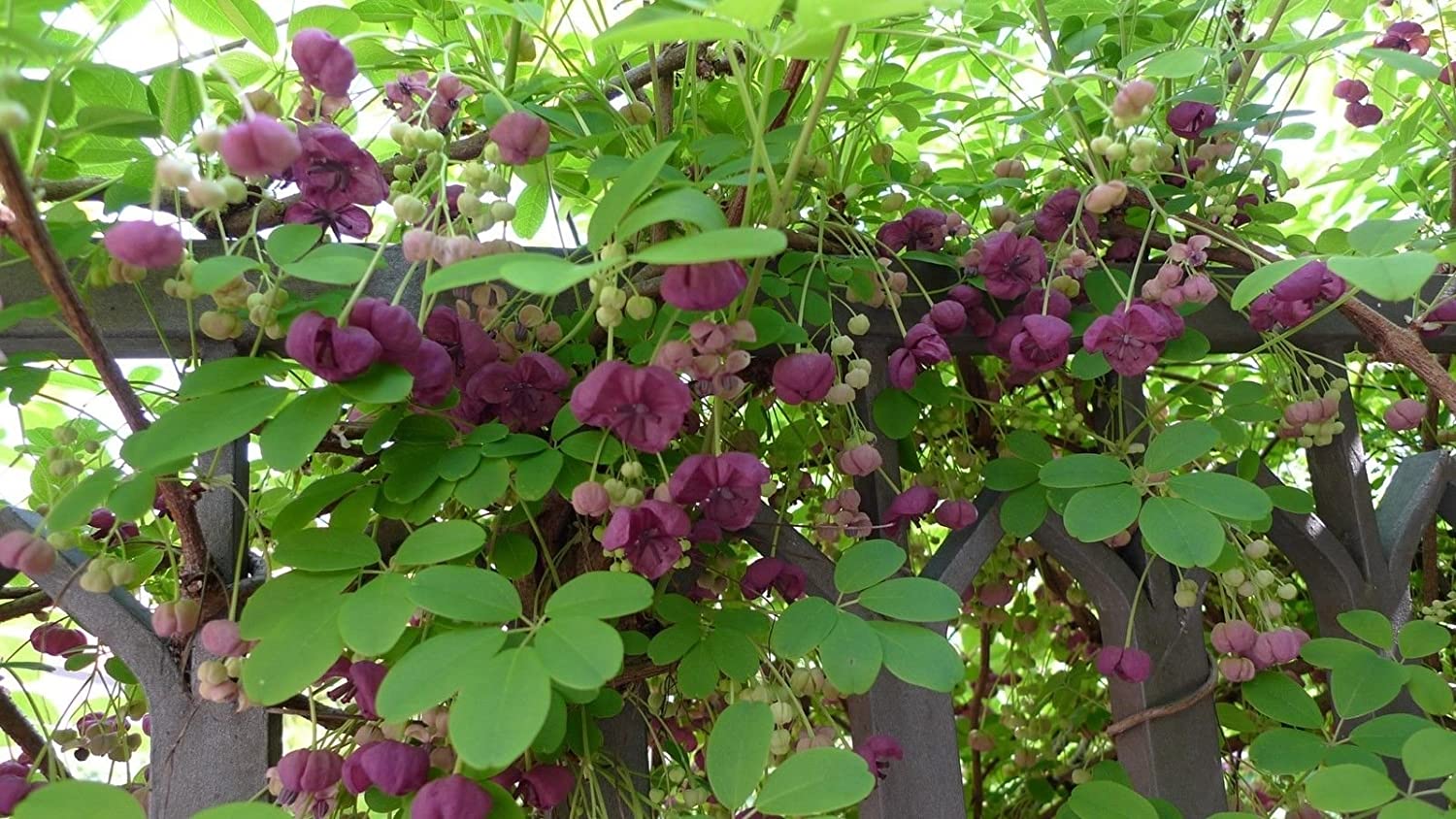 Akebia Quinata - pięciolistkowa