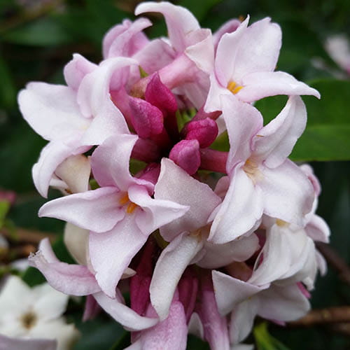 Wawrzynek ‘Perfume Princess’
