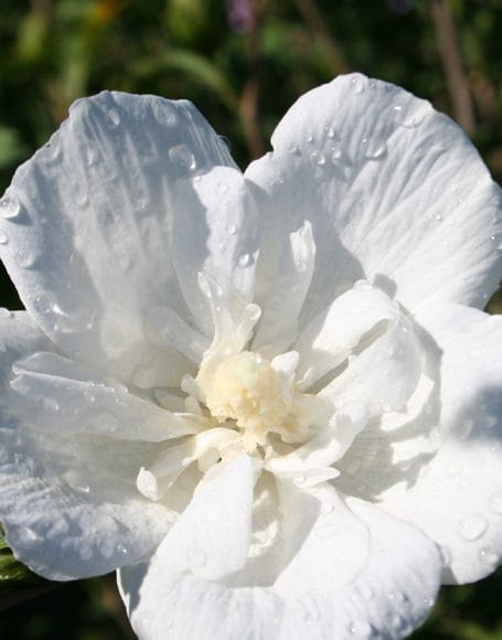 Hibiskus BIAŁY PEŁNY