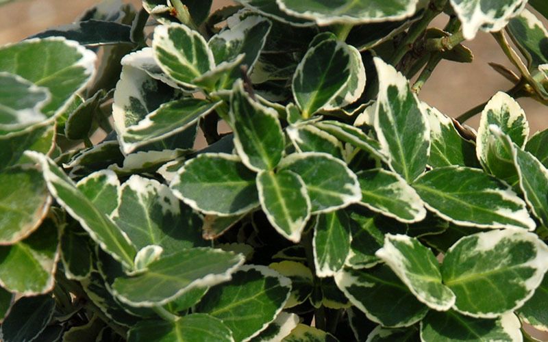 Trzmielina GRACILIS