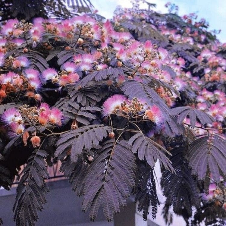 Albicja jedwabista 'Summer Chocolate'