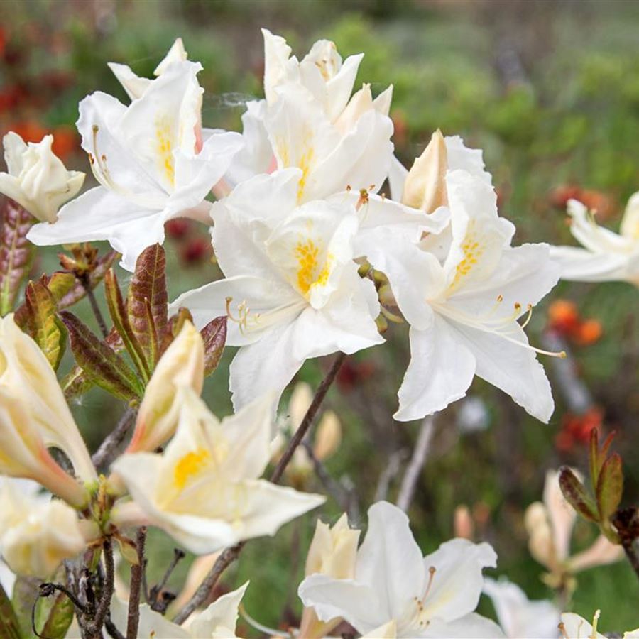 Azalia ‘Oxydol’