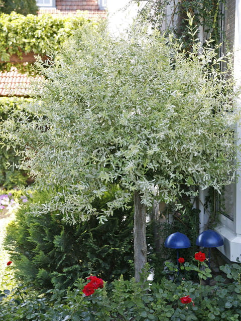 Wierzba purpurowa NANA - na pniu