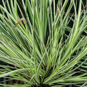 Tatarak trawiasty ARGENTEOSTRIATUS