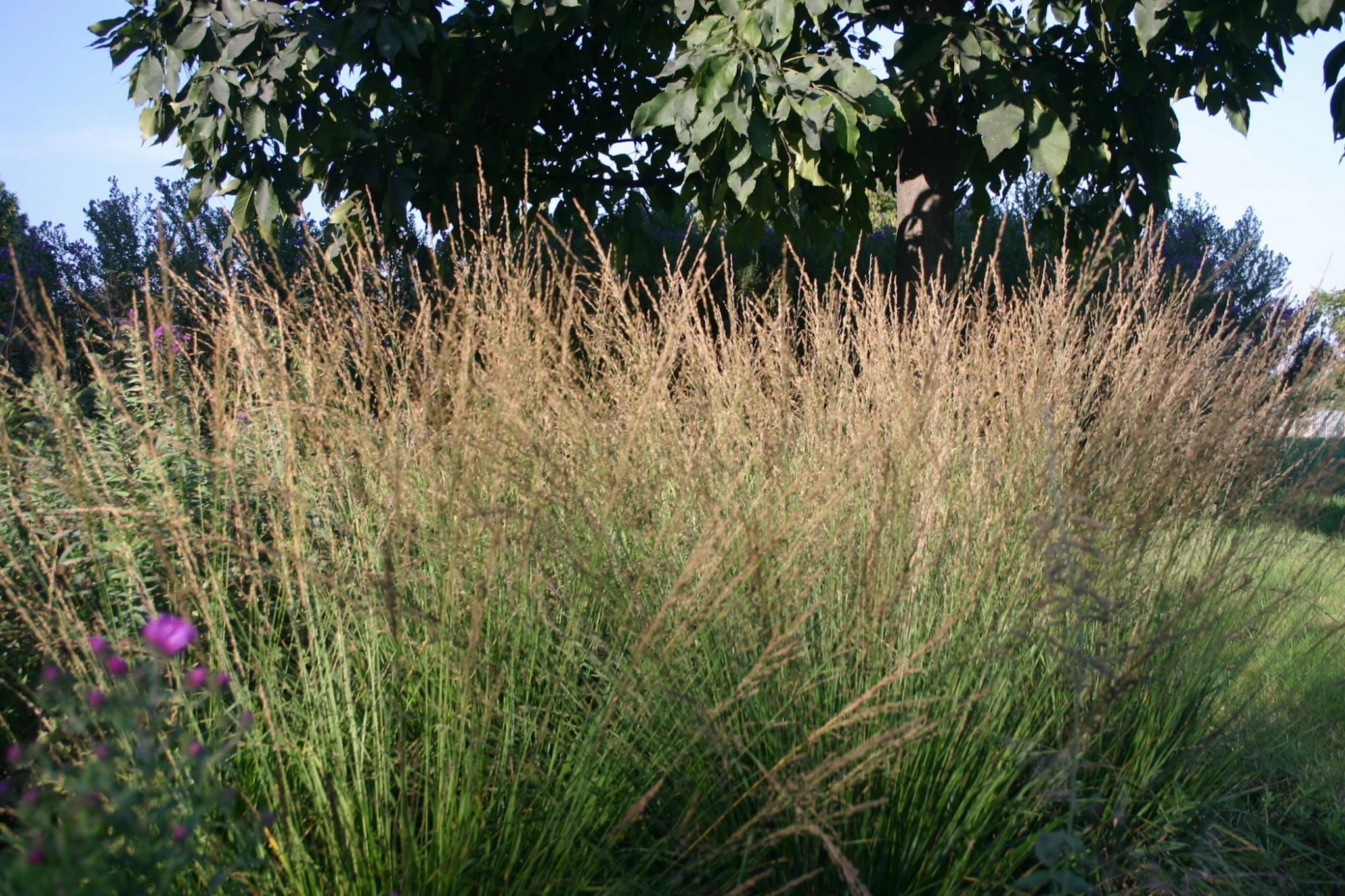 Molinia modra 'Moorhexe'