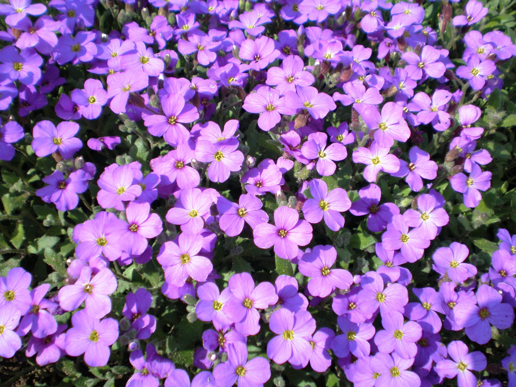 Żagwin Ogrodowy 'Axcent Glacier Lilac'