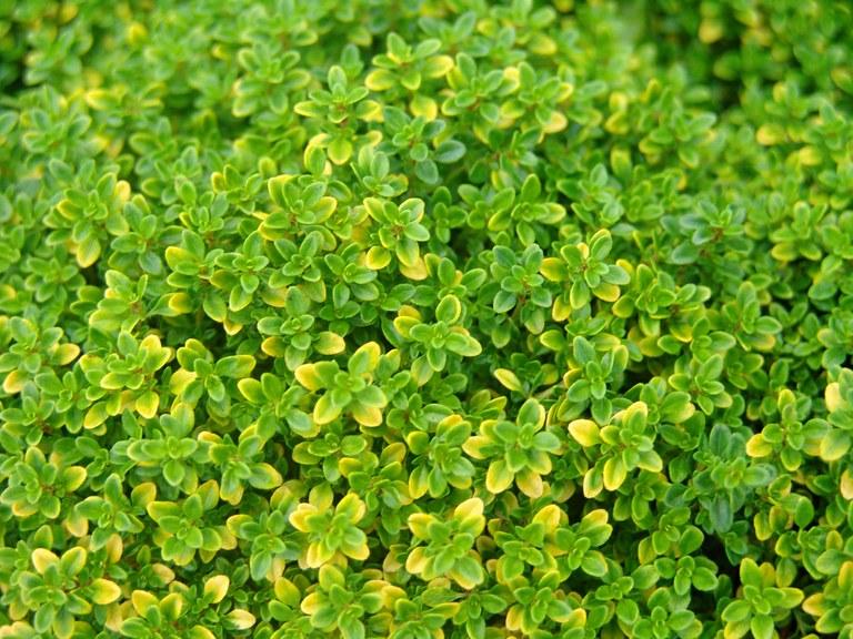 Macierzanka cytrynowa ‘Aurea’