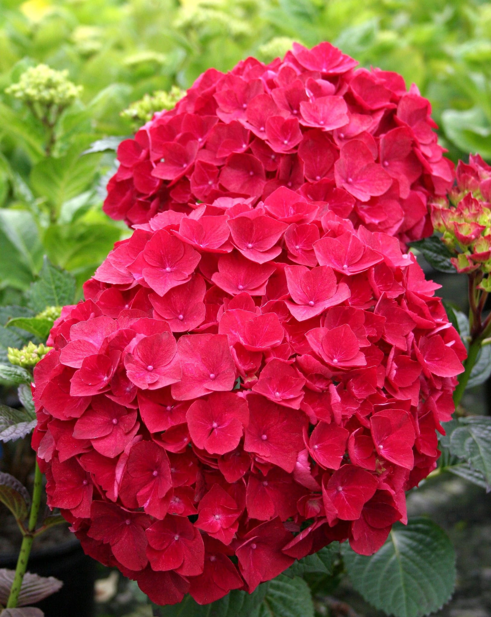 Hortensja Ogrodowa ROYAL RED