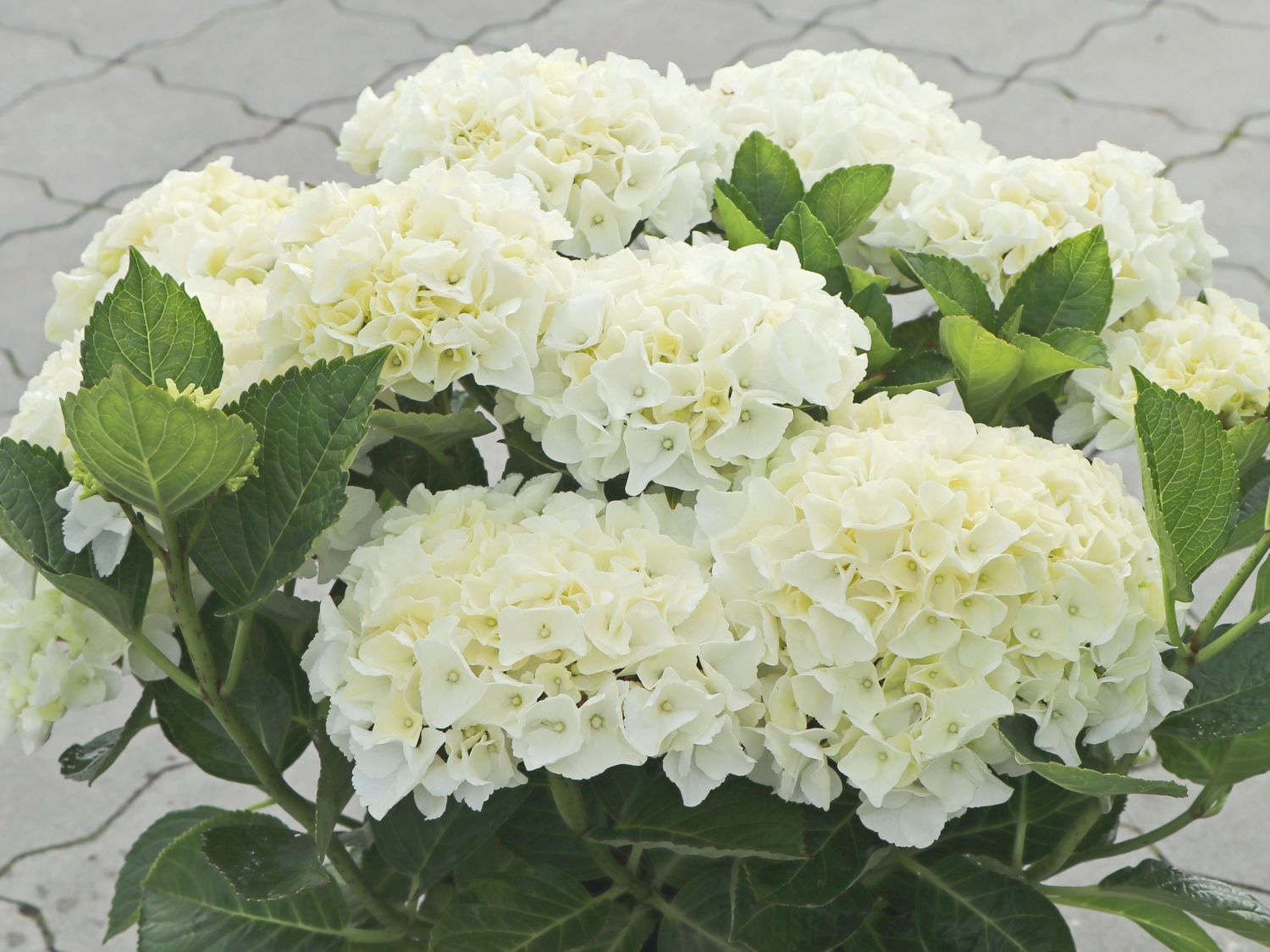 Hortensja Ogrodowa Saxon Bright White