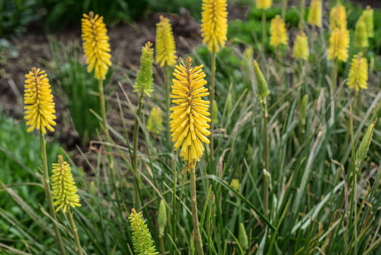 Trytoma 'Bees Lemon'