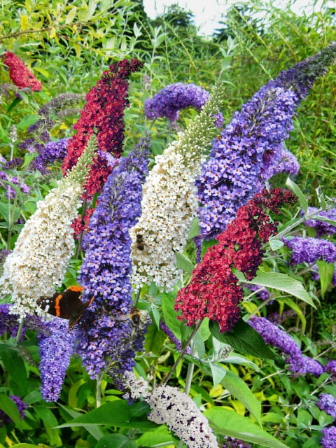 Budleja tricolor