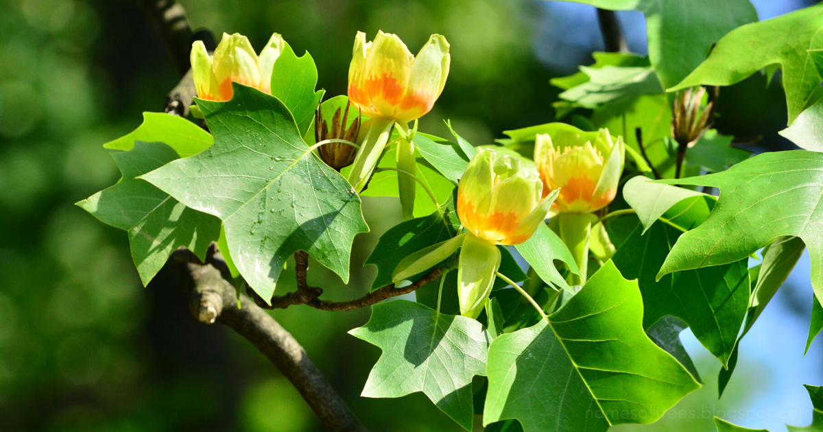Tulipanowiec amerykański