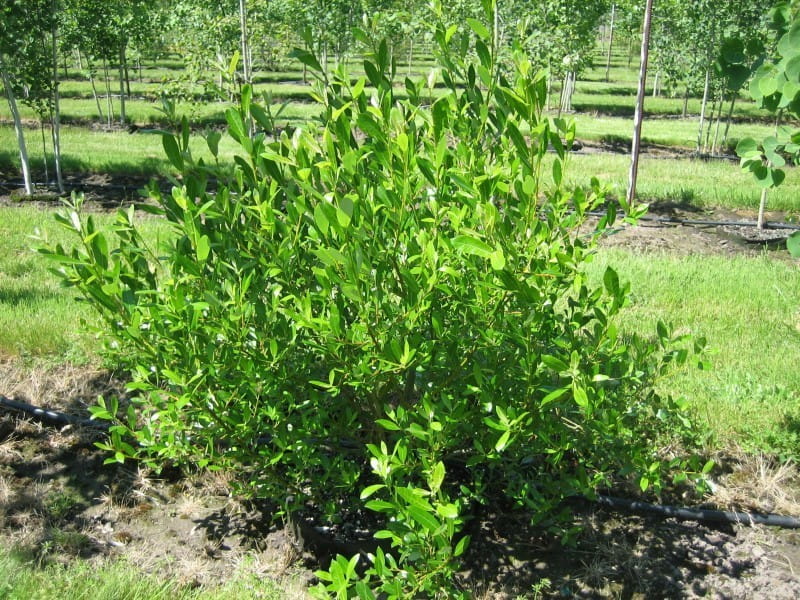 Wierzba HOOKERA