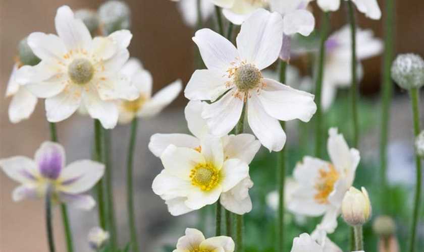 Zawilec ‘Anabelle White’