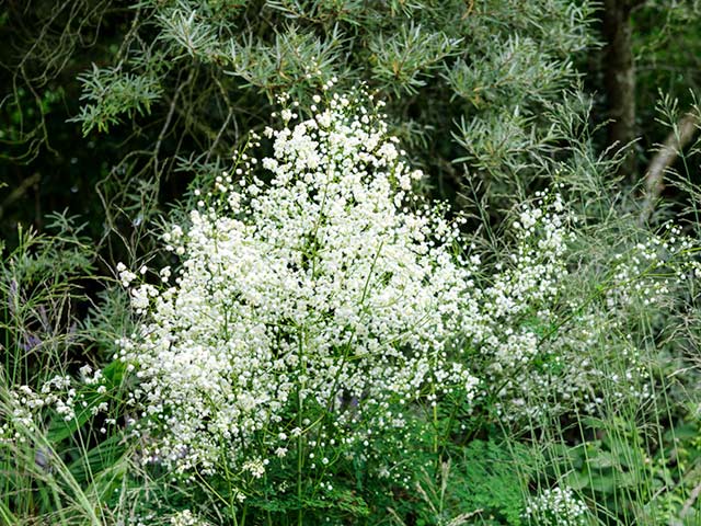 Rutewka Splendide white