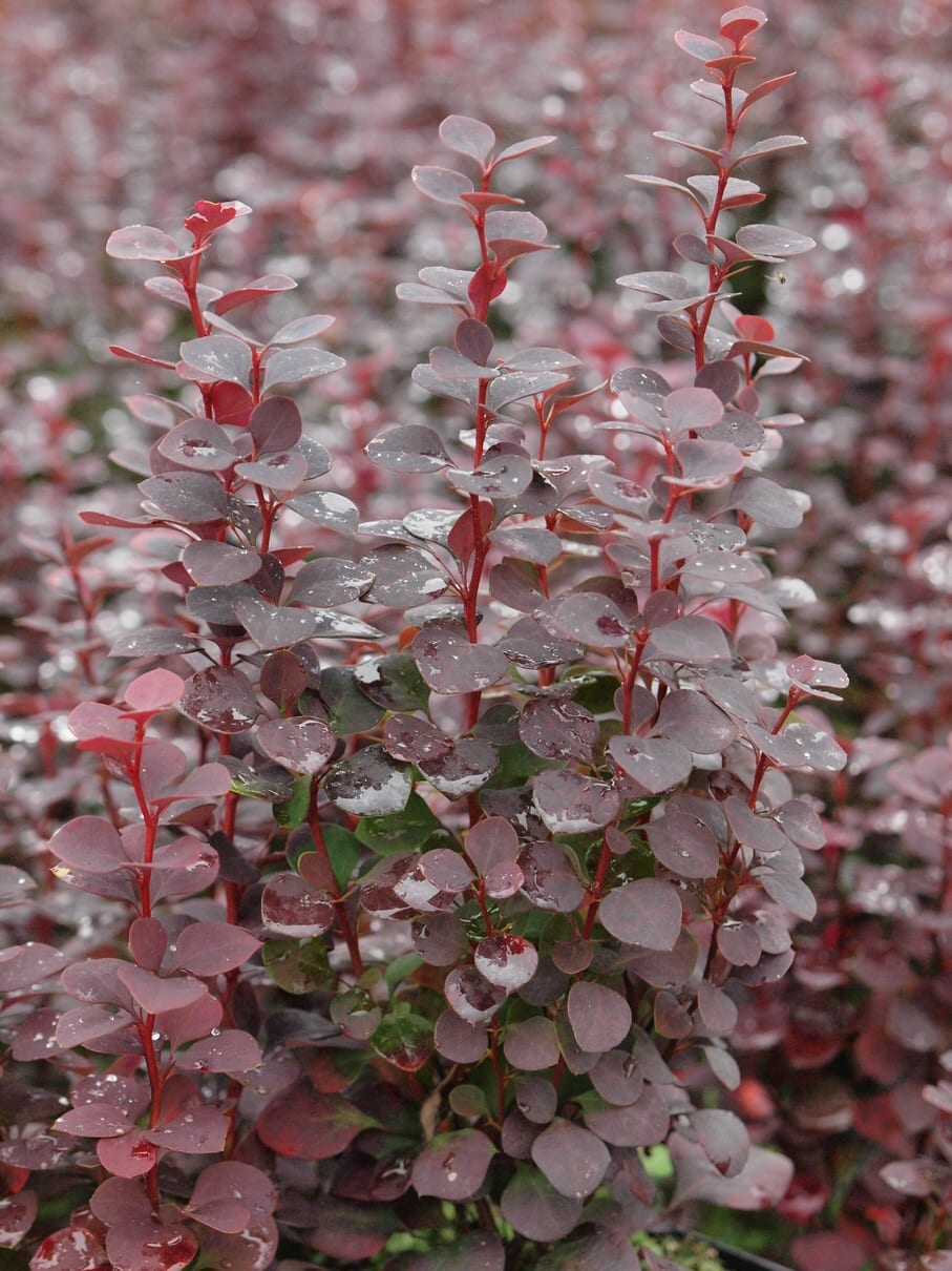 Berberys Thunberga 'Chocolate Summer'