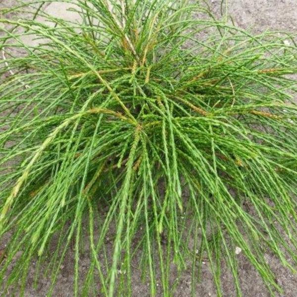 THUJA ŻYWOTNIK OLBRZYMI WHIPCORD