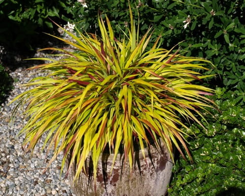 Trawa Hakonechloa MULLED WINE