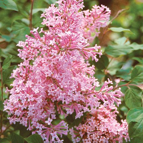 Lilak THE FRAGRANCE OF SUMMER