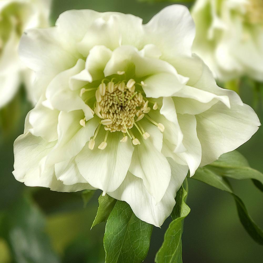 Ciemiernik DOUBLE ELLEN WHITE