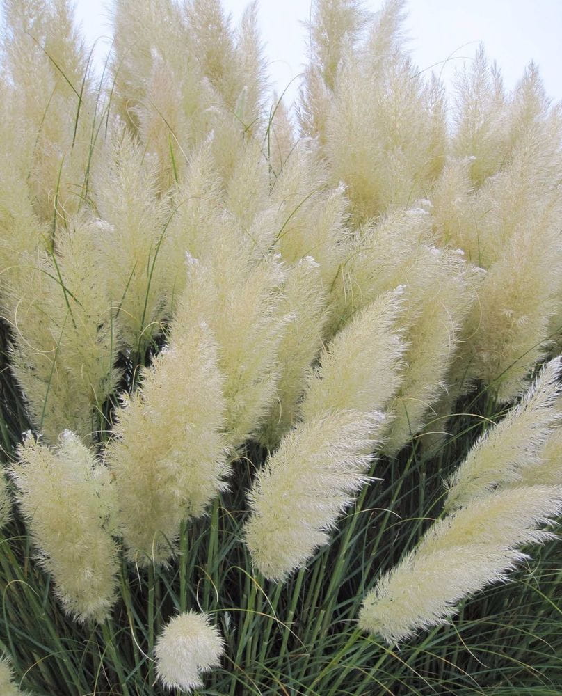 Trawa pampasowa WHITE FEATHER (