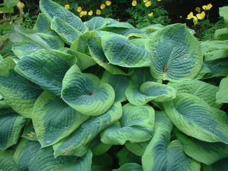 Funkia - Hosta FRANCES WILLIAMS