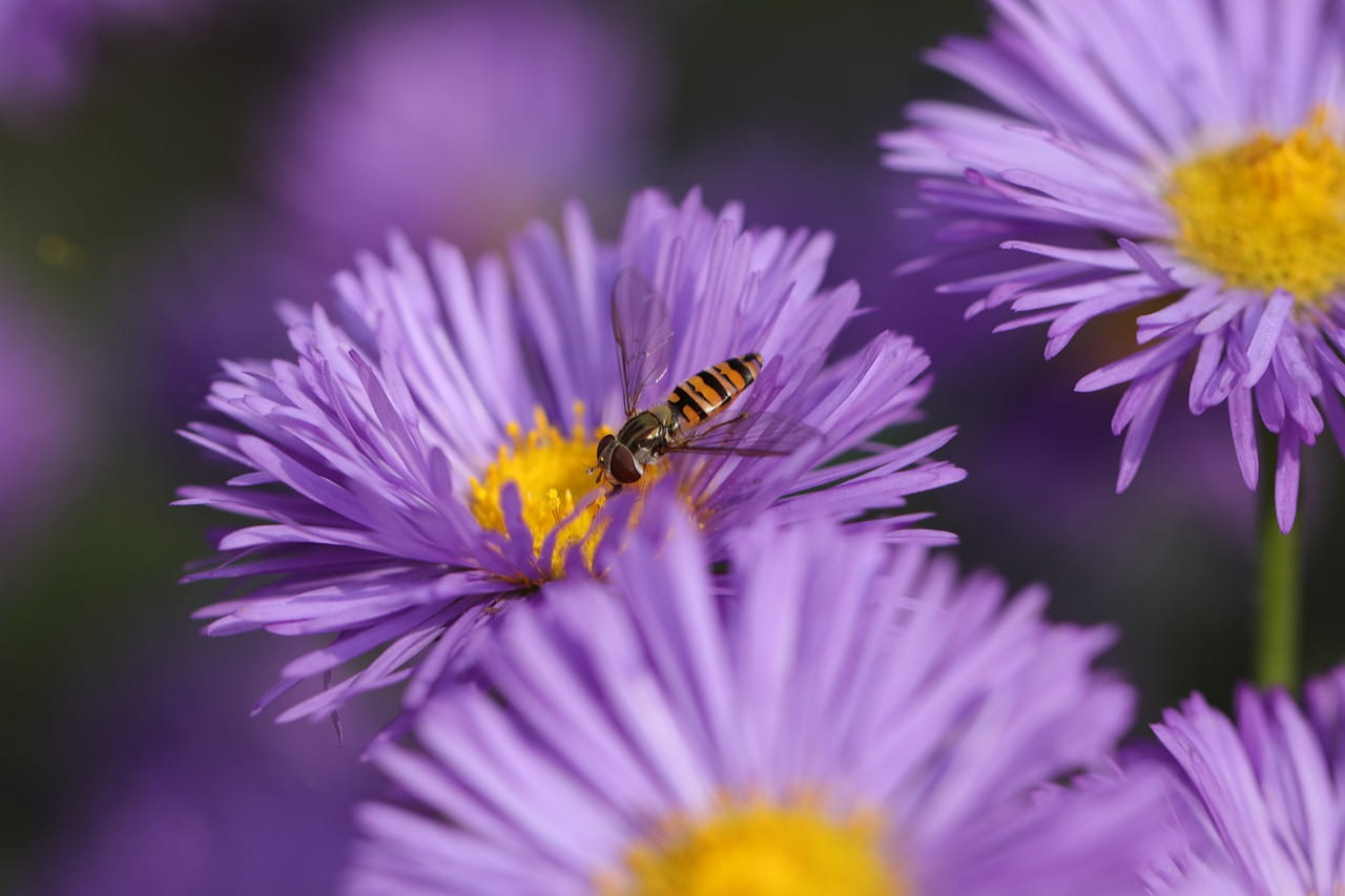 Aster GULIWER