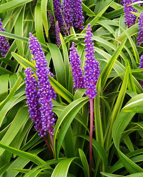 Liriope GOLD BANDED