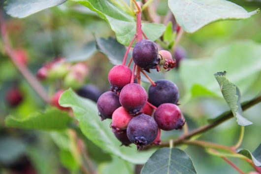 Świdośliwa SMOKY