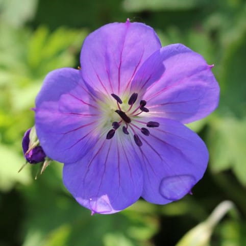 Bodziszek 'Rozanne'