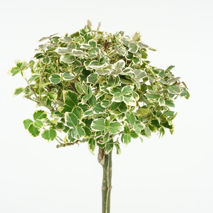 Trzmielina EMERALD GAIETY - szczepiona