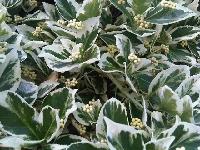 Trzmielina EMERALD GAIETY