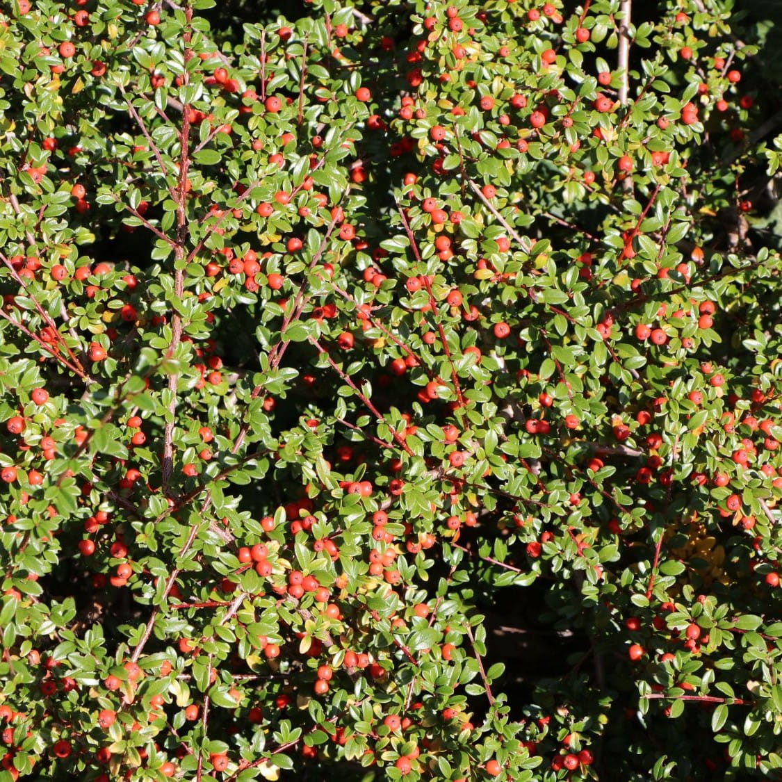 Irga Dammera CORAL BEAUTY