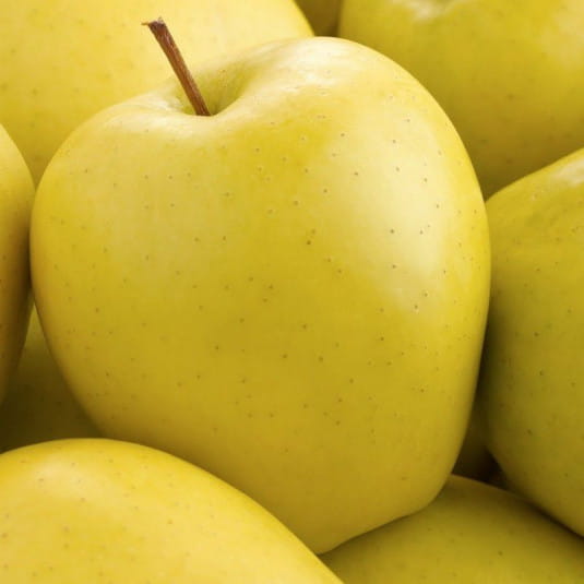 Jabłoń GOLDEN DELICIOUS w doniczce