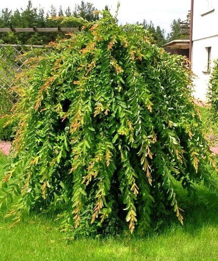 Wierzba INTEGRA - Pendula