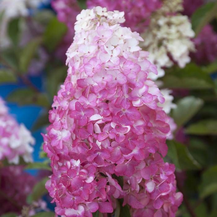 Hortensja bukietowa FRAISE MELBA