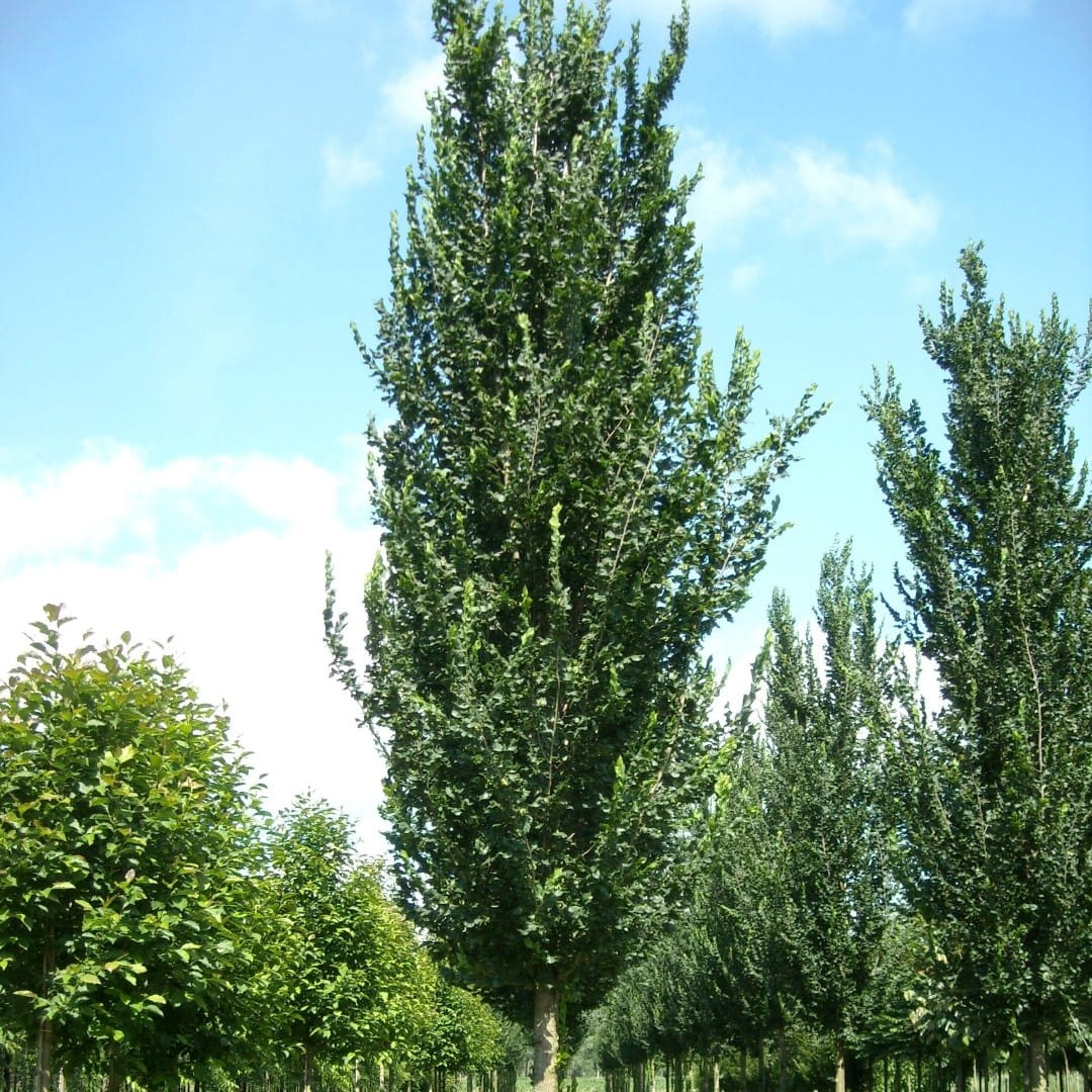 Wiąz COLUMELLA