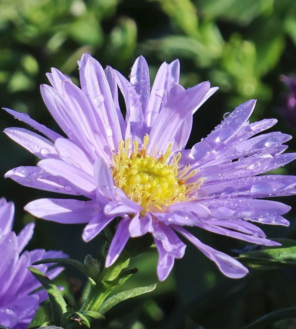 glattblatt-aster-marie-ballard-m085284_h_0.jpg