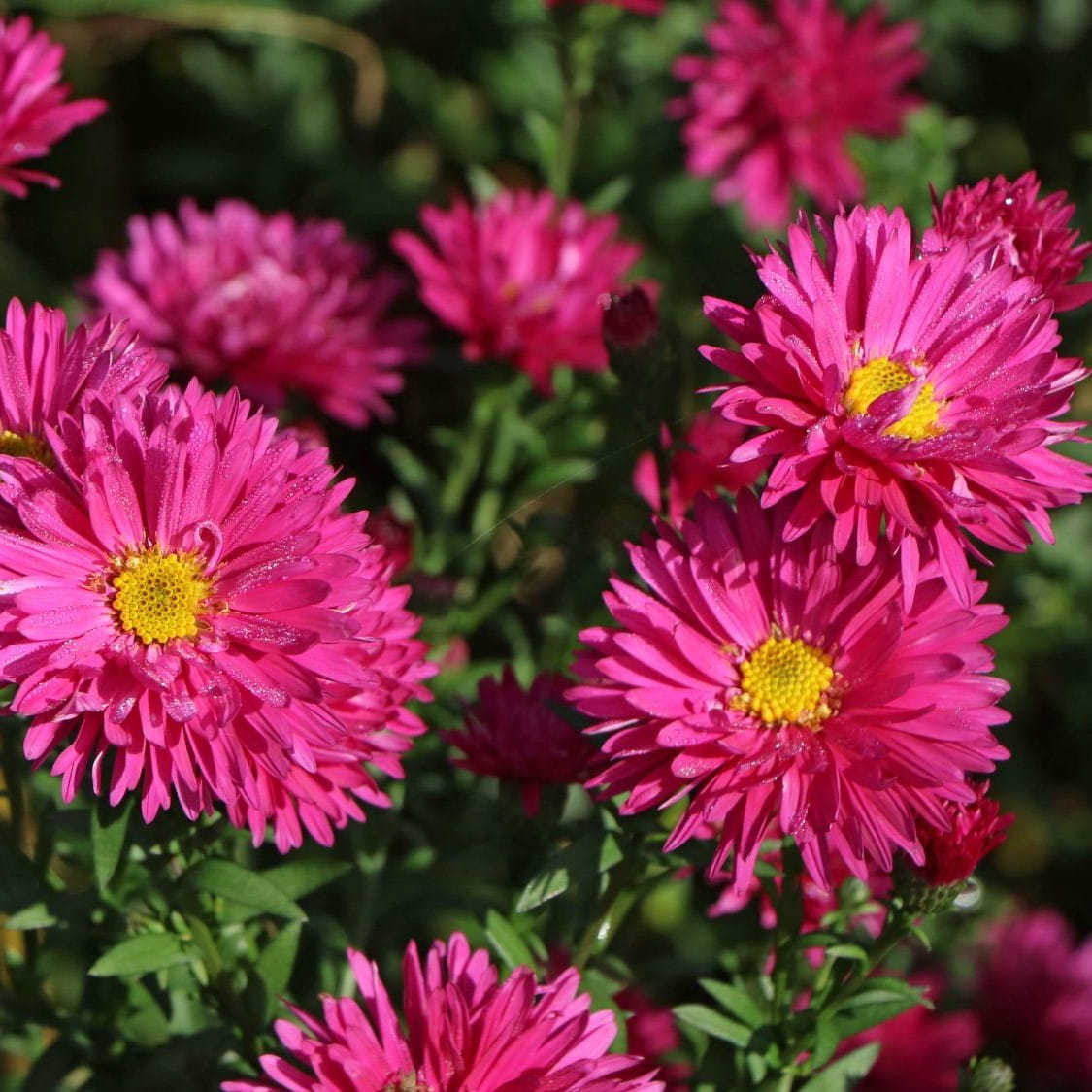 Aster Nowobelgijski NERON