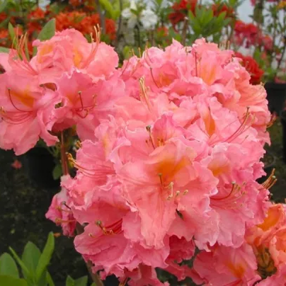 Azalia wielkokwiatowa