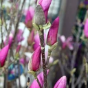 Magnolia ALEXANDRINA.webp