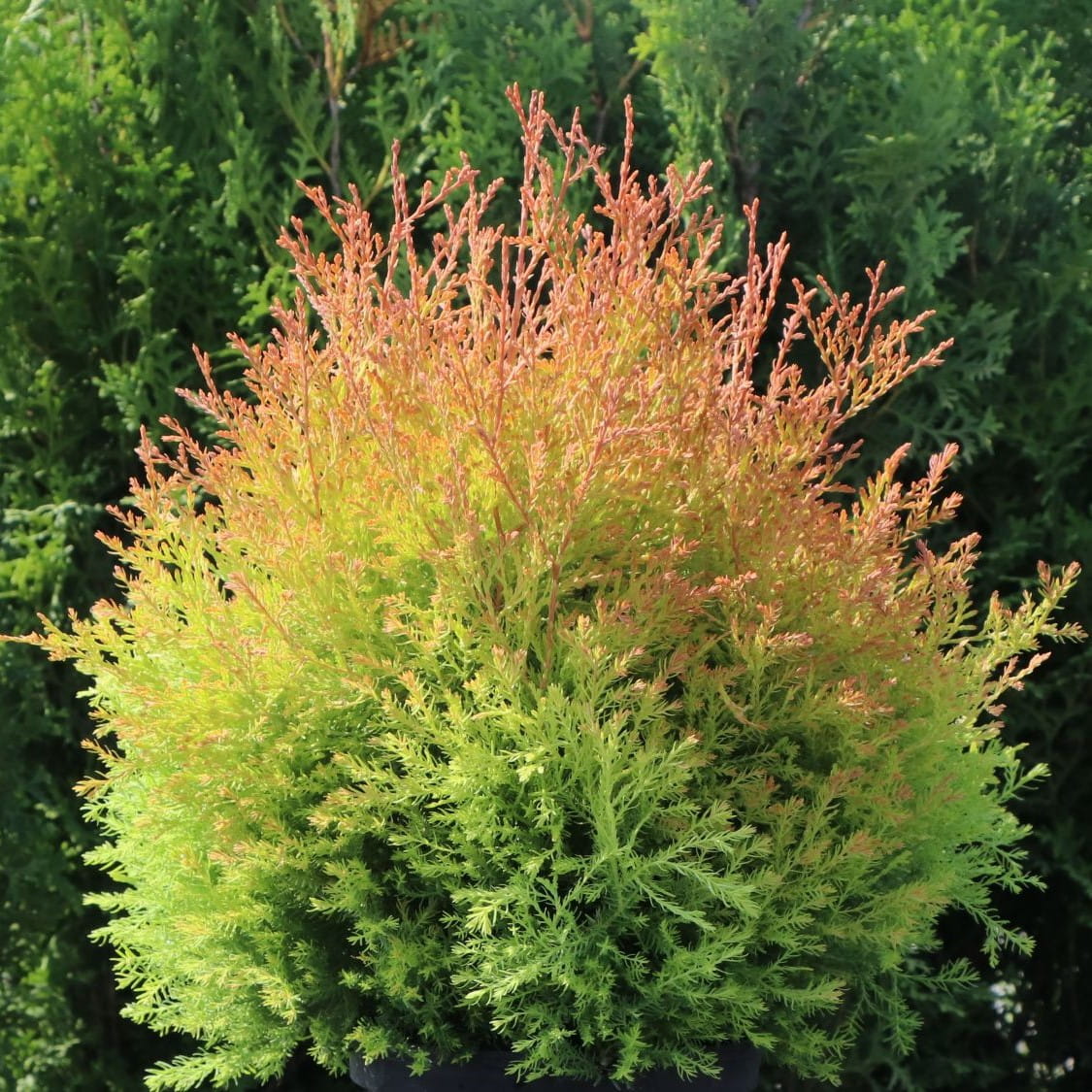 Thuja