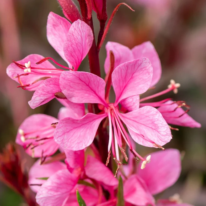 Gaura