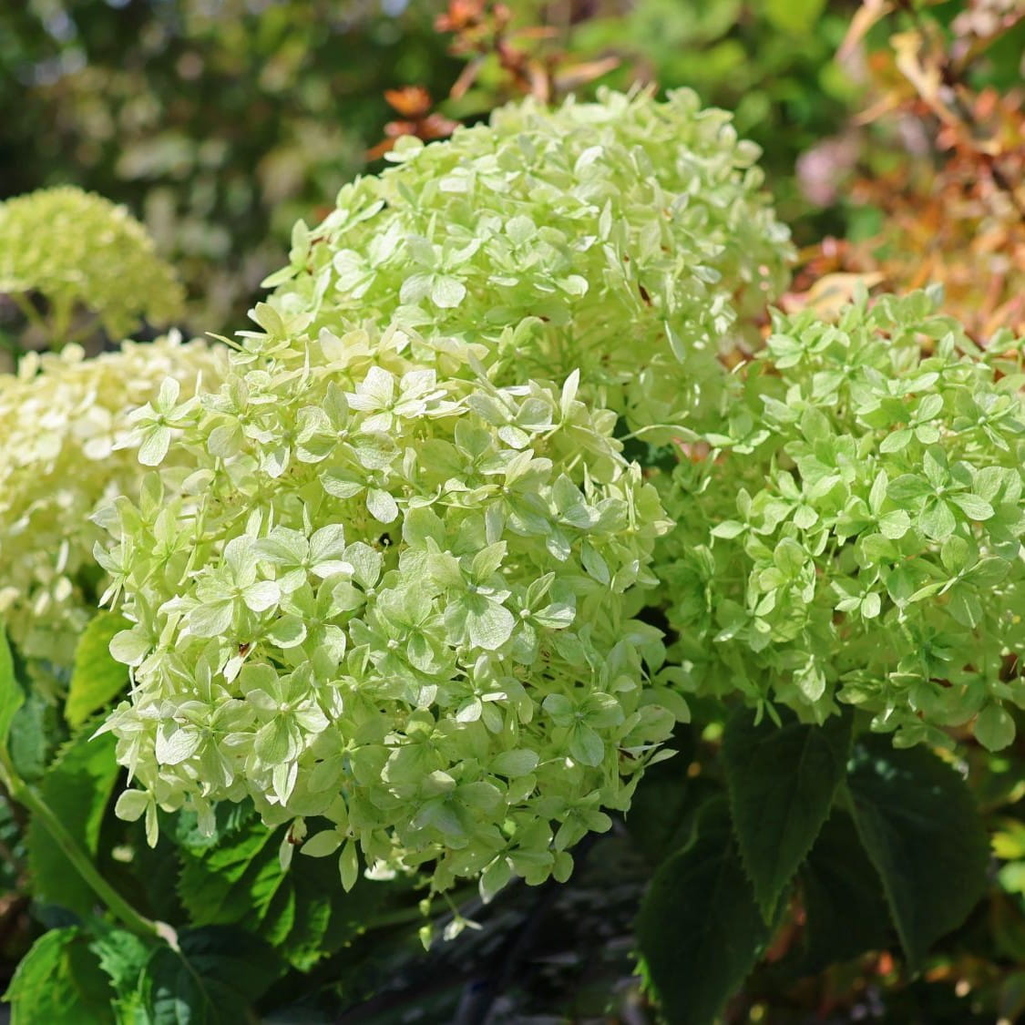 Hortensja LIMETTA